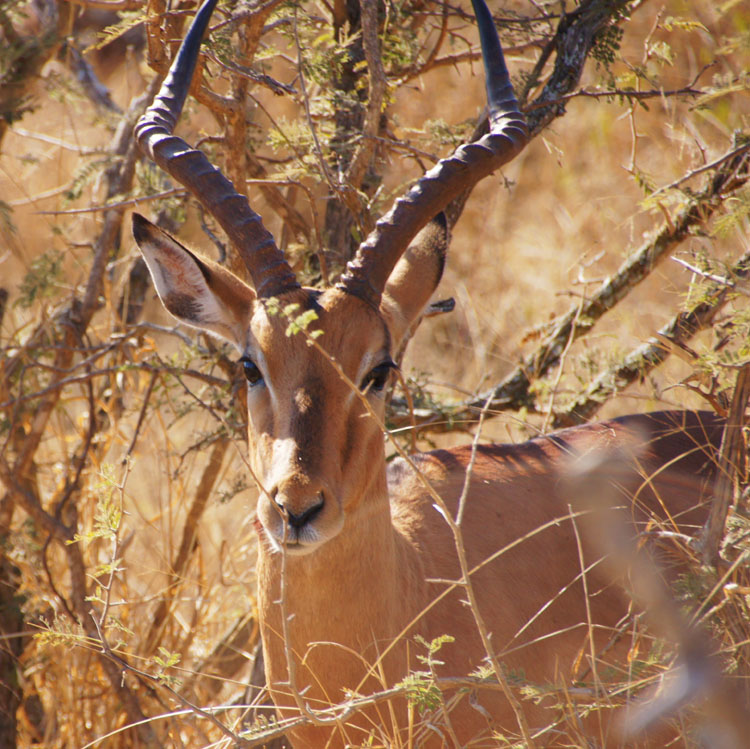 Impala