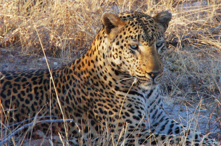 Leopard