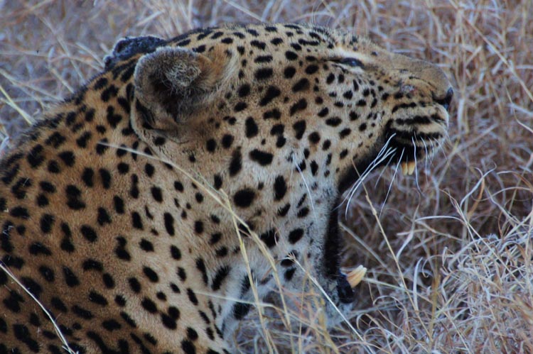 Leopard
