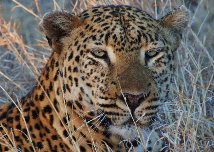 Leopard