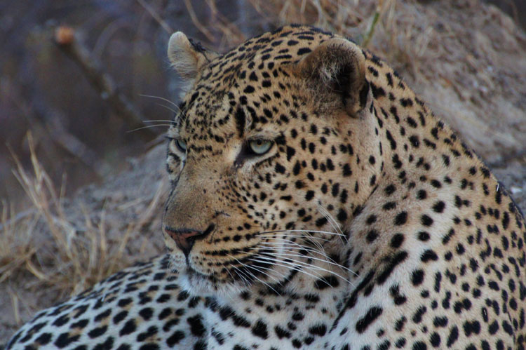 Leopard