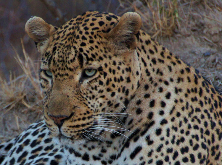 Leopard