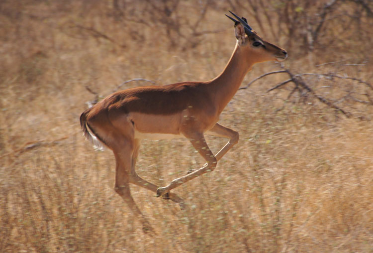 Impala