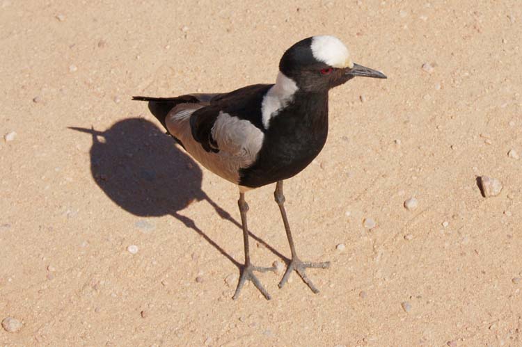 Blacksmith lapwing - Waffenkiebitz