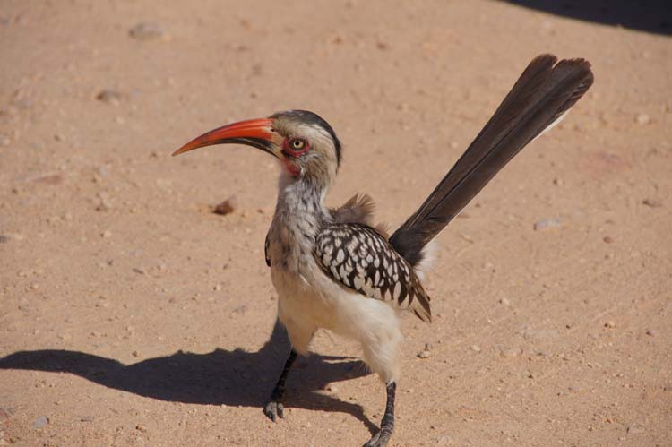 Southern red-billed hornbill - Südlicher Rotschnabeltoko