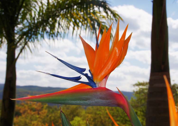 Strelitzia - Paradiesvogelblume (Strelitzia reginae), Hazyview, South Afrika - Südafrika