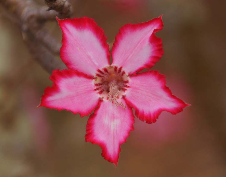 Sabie Star - Wüstenrose, Hazyview, South Afrika - Südafrika