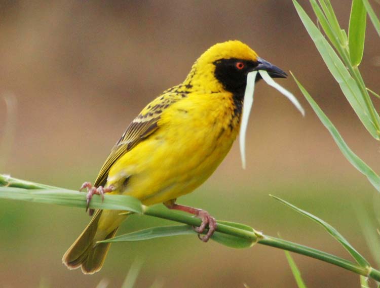 Village Weaver - Dorfweber