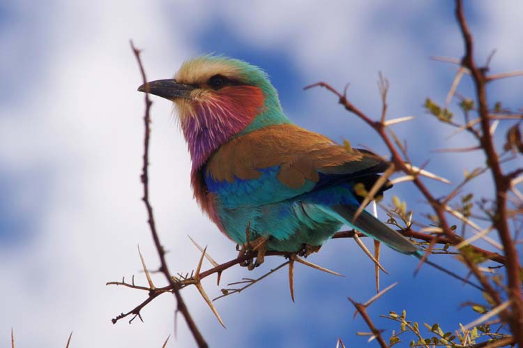Lilac-breasted roller - Gabelrack
