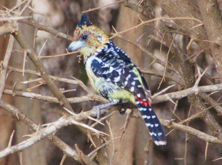 Crested barbet - Hauben-Bartvogel