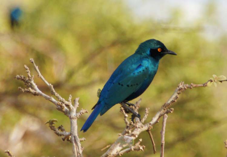 Greater blue-eared starling - Grünschwanzglanzstar