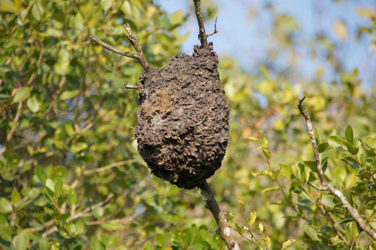 Ant´s nest, iSimangaliso Wetland Nationalpark, South Africa - Ameisennest, iSimangaliso Wetland Nationalpark, Südafrika