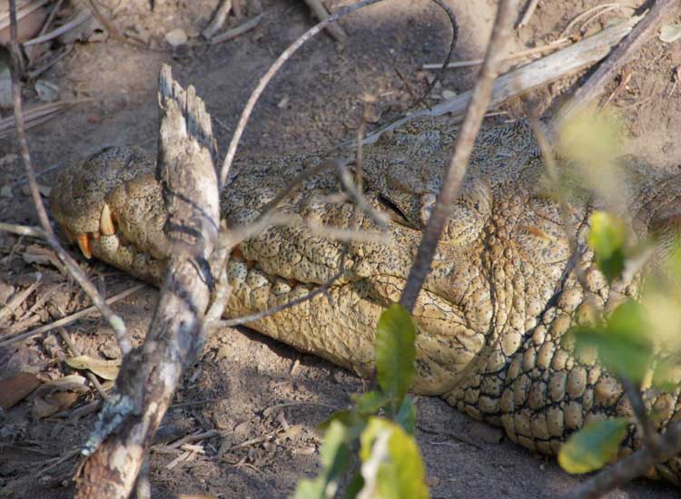 Crocodile, iSimangaliso Wetland Nationalpark, South Africa - Krokodil, iSimangaliso Wetland Nationalpark, Südafrika