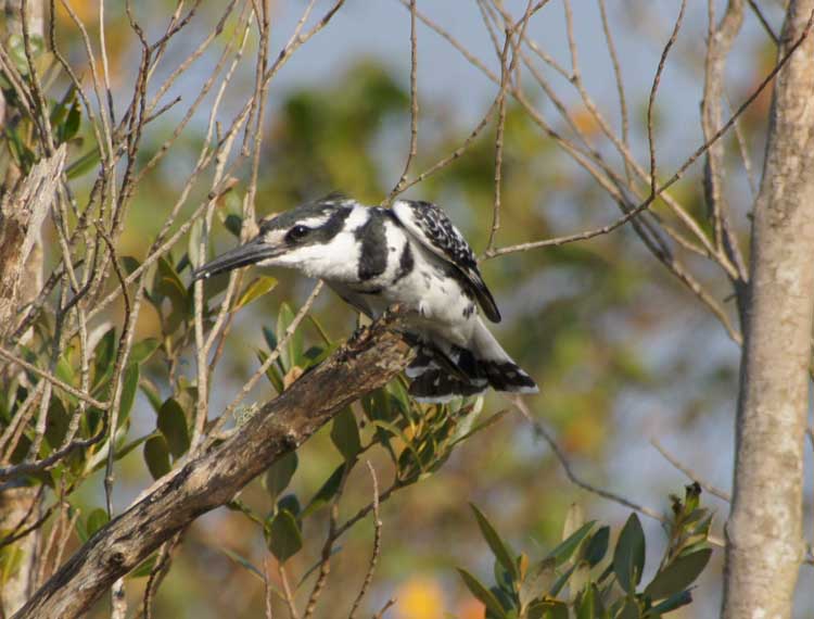 Pied kingfisher, iSimangaliso Wetland Nationalpark, South Africa - Graufischer, iSimangaliso Wetland Nationalpark, Südafrika