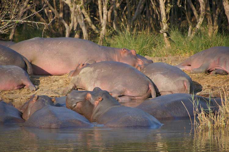Hippo, iSimangaliso Wetland Nationalpark, South Africa - Nilpferd, iSimangaliso Wetland Nationalpark, Südafrika