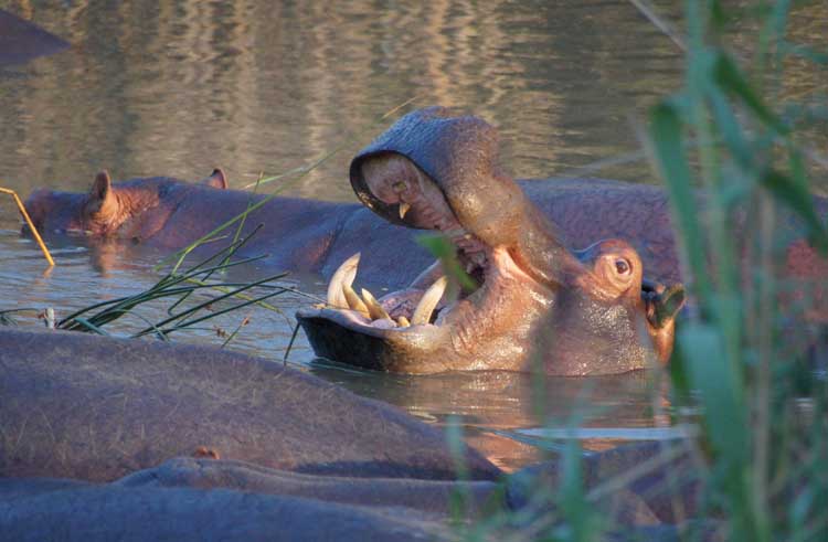 Hippo, iSimangaliso Wetland Nationalpark, South Africa - Nilpferd, iSimangaliso Wetland Nationalpark, Südafrika