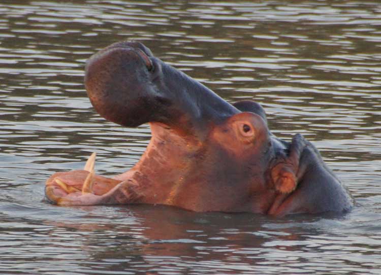 Hippo, iSimangaliso Wetland Nationalpark, South Africa - Nilpferd, iSimangaliso Wetland Nationalpark, Südafrika