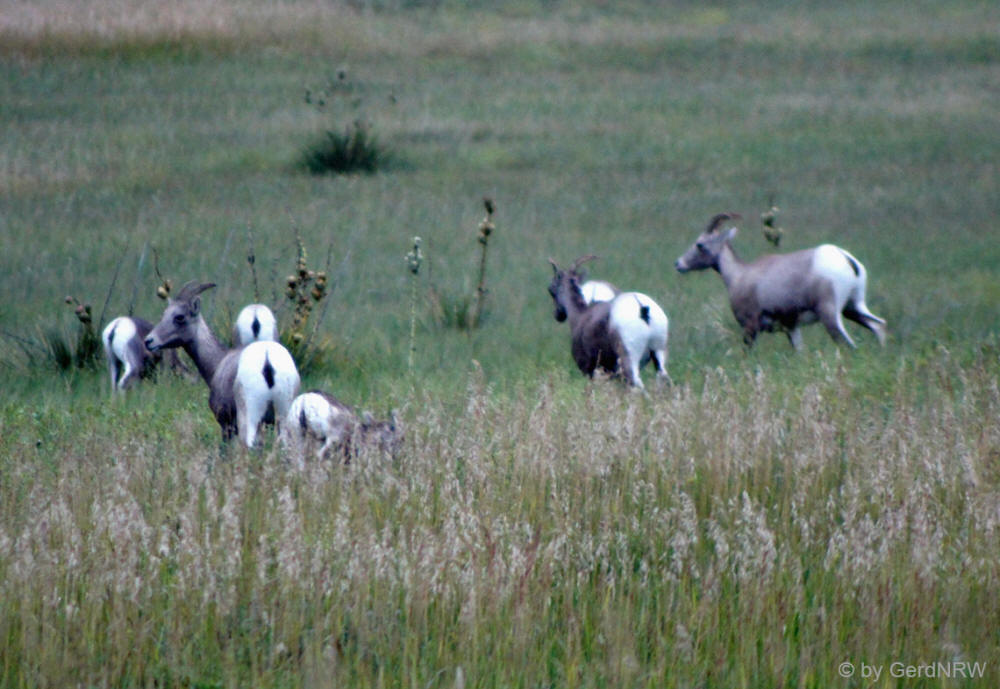 Big Horn Sheeps (Dickhornschafe), Badlands Nationalpark, SD, USA