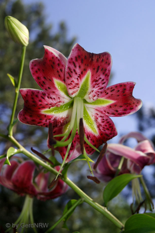 Botanical Garden (Botanischer Garten), Denver, CO, USA