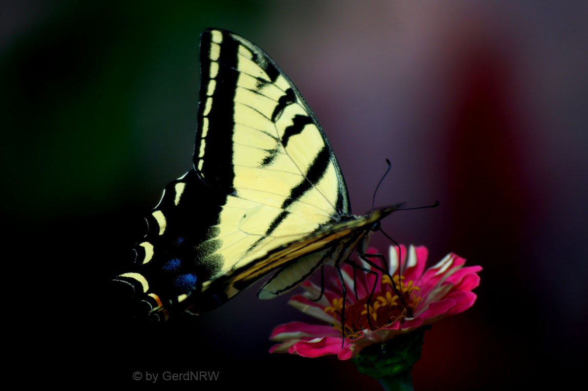 Swallowtail Butterfly, Botanical Garden (Schwalbenschwanz Schmetterling, Botanischer Garten), Denver, CO, USA