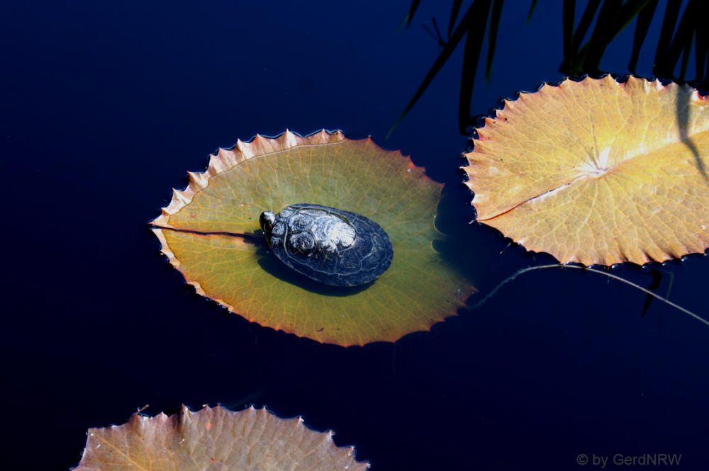 Turtle in Monet Pool, Botanical Garden (Schildkröte im Monet Pool, Botanischer Garten), Denver, CO, USA