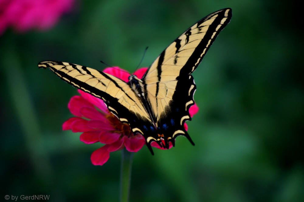 Swallowtail Butterfly, Botanical Garden (Schwalbenschwanz Schmetterling, Botanischer Garten), Denver, CO, USA