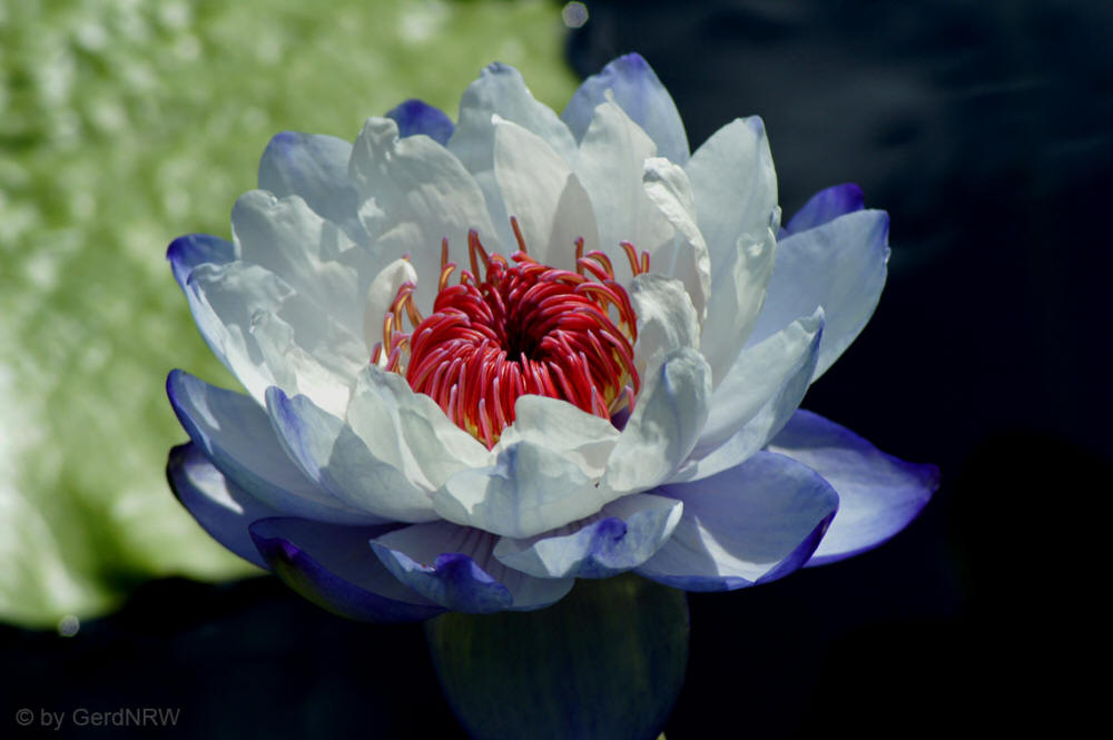 Botanical Garden (Botanischer Garten), Denver, CO, USA
