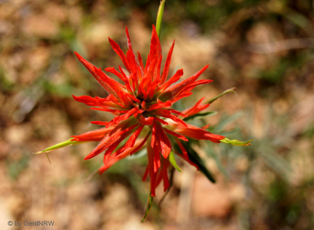 Scarlet Gilia or Fairy Trumpet, Colorado National Monument, Colorado, USA 