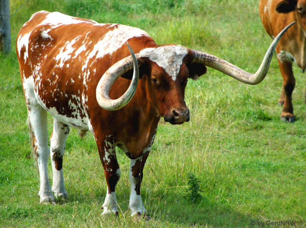 Texas Longhorn cattle, Custer State Park, South Dakota, USA