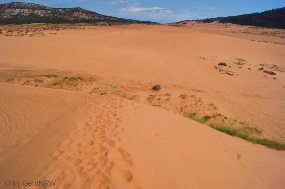 Coral Pink Sand Dunes State Park, Utah - USA