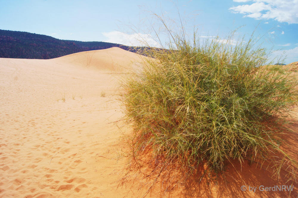 Coral Pink Sand Dunes State Park, Utah - USA