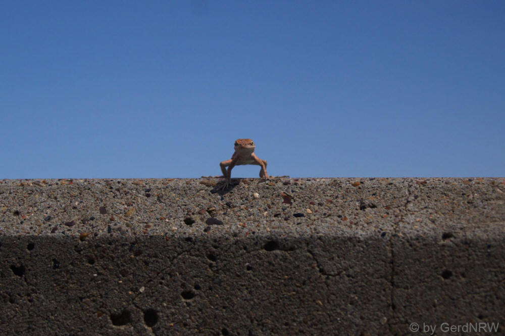 Lizard (Eidechse) at Glen Canyon Dam Visitor Center, near Page, Arizona - USA