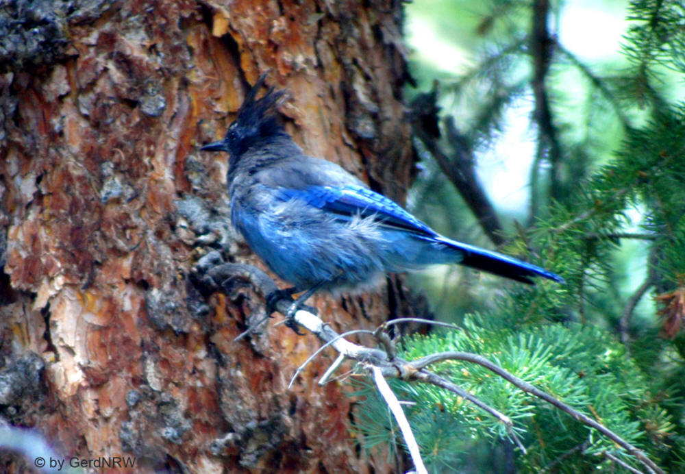 Steller´s Jay, Wild Basin Area, Rocky Mountains National Park