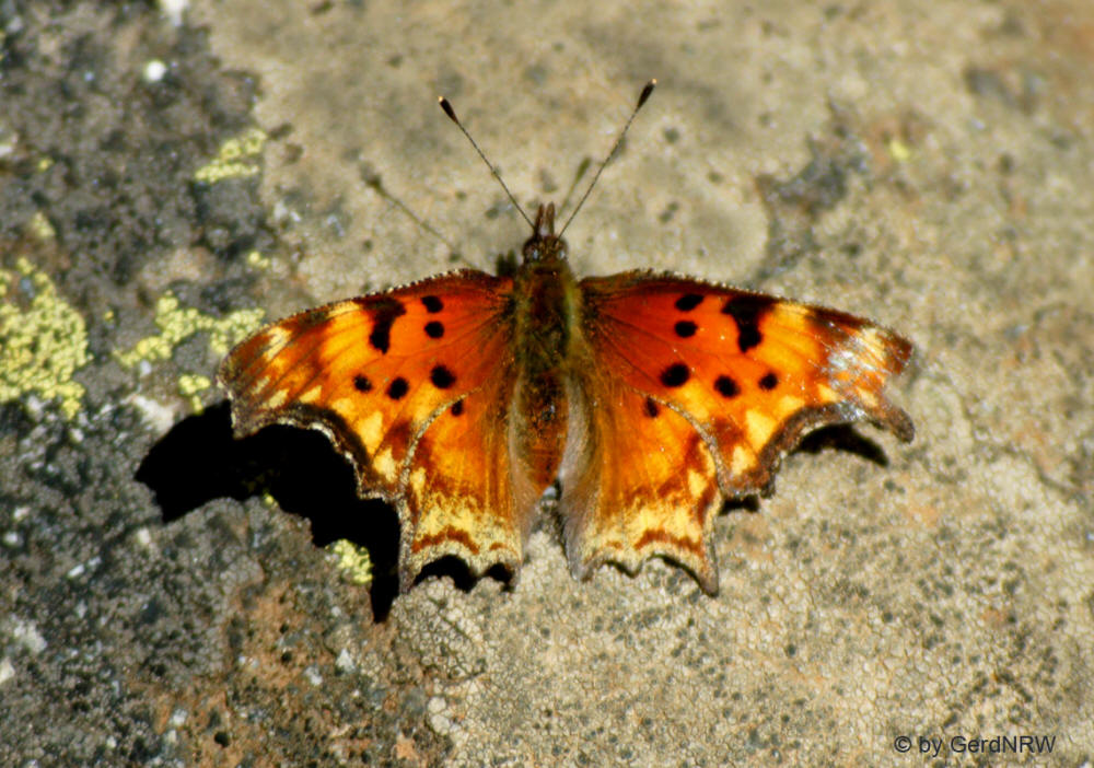 Hoary Comma, Wild Basin Area, Rocky Mountains National Park, Colorado - USA