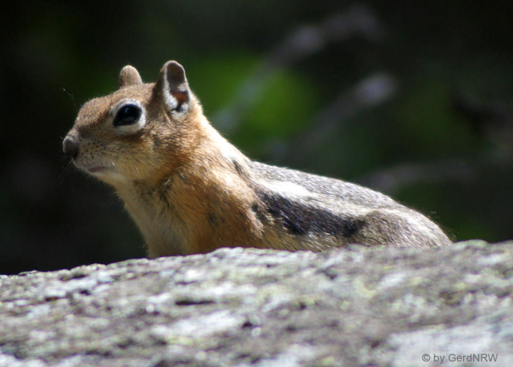Chipmunk (Streifenhörnchen), Wild Basin Area, Rocky Mountains National Park, Colorado - USA