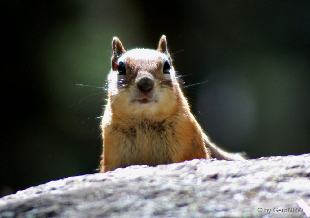 Chipmunk (Streifenhörnchen), Wild Basin Area, Rocky Mountains National Park, Colorado 