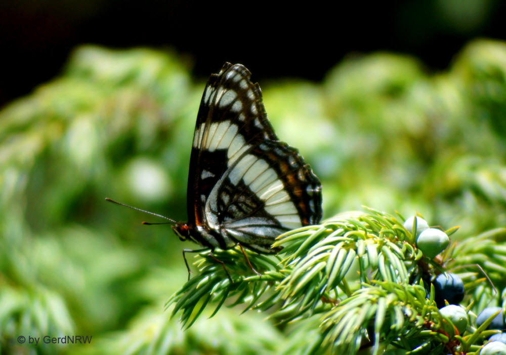 Weidemeyer´s Admiral, Wild Basin Area, Rocky Mountains National Park, Colorado - USA