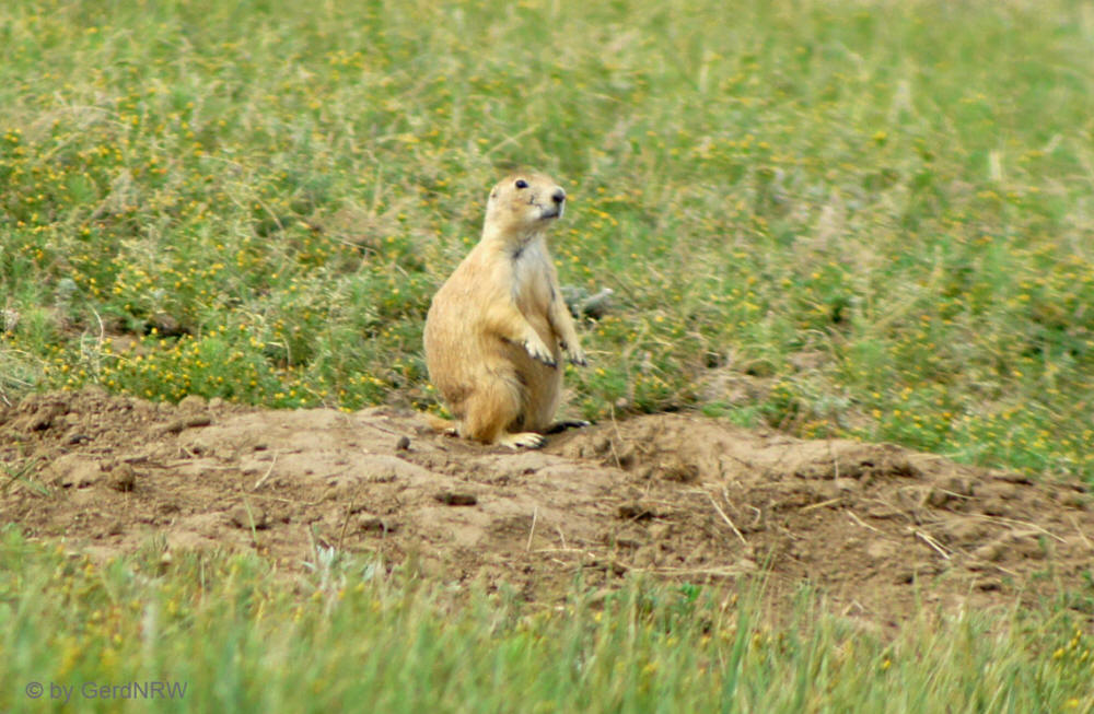 Prairie Dog (Präriehund), Wind Cave National Park, South Dakota - USA