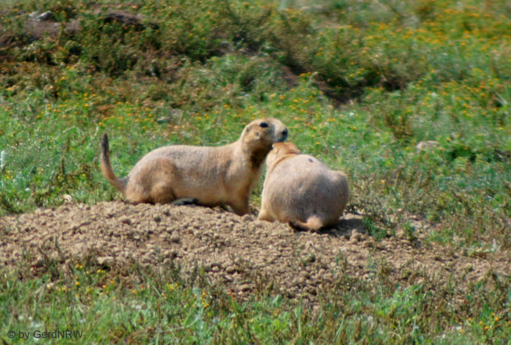 Prairie Dogs (Präriehunde), Wind Cave National Park, South Dakota - USA