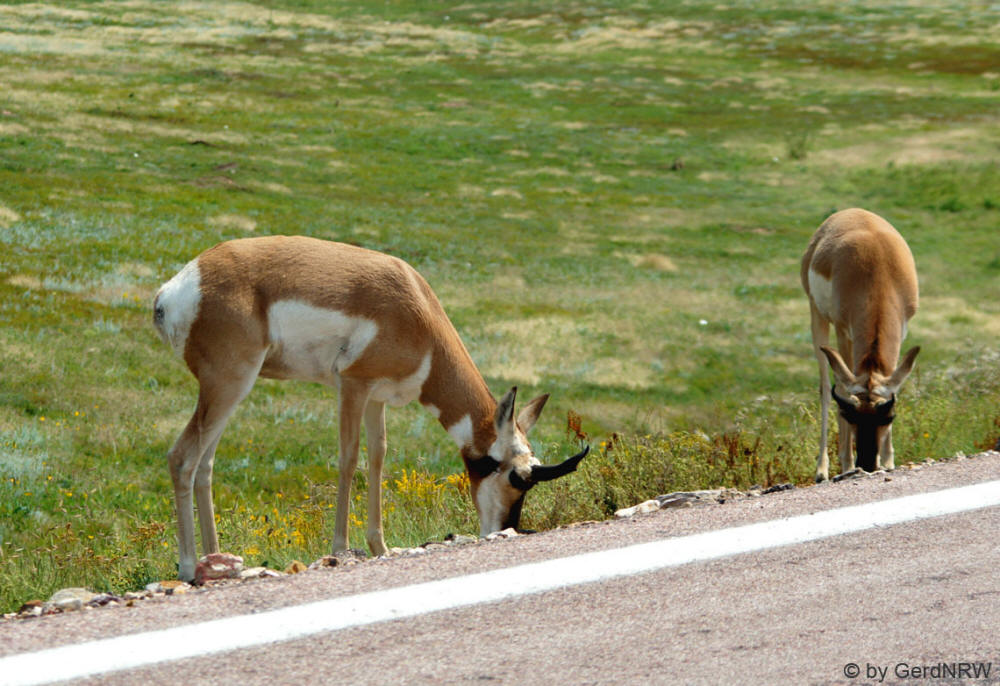 Pronghorn Antilope (Gabelbock), Wind Cave National Park, South Dakota - USA