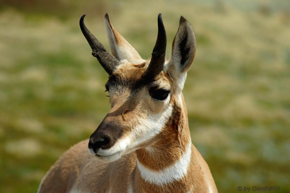 Pronghorn Antilope (Gabelbock), Wind Cave National Park, South Dakota - USA