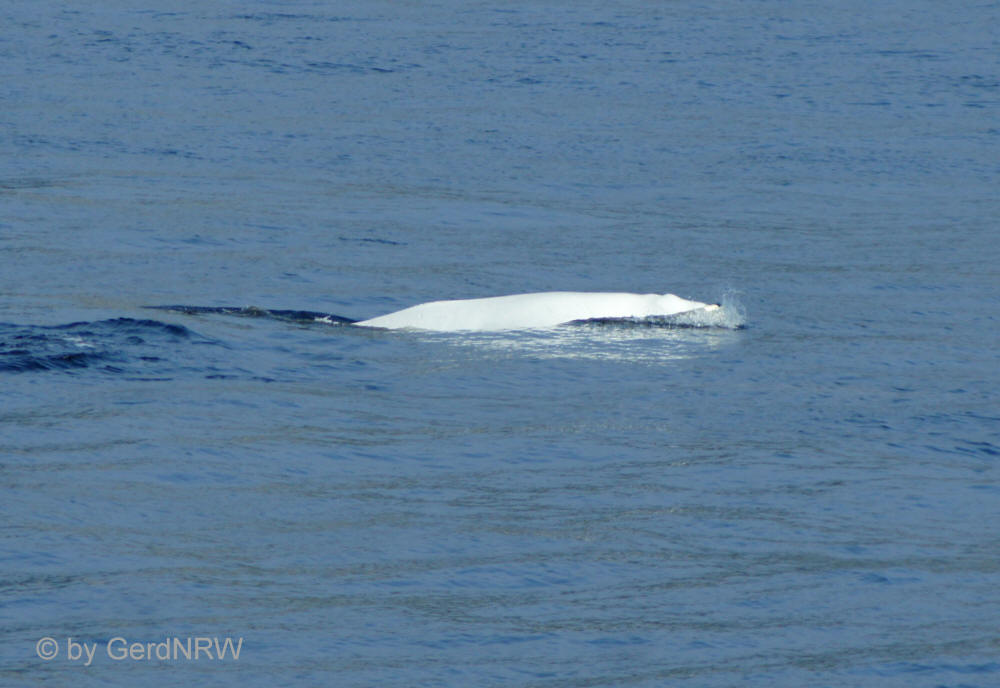 Beluga Whale (Beluga-Wal), Saguenay-St. Lawrence-Marine Parc near Tadoussac, Quebec, Canada