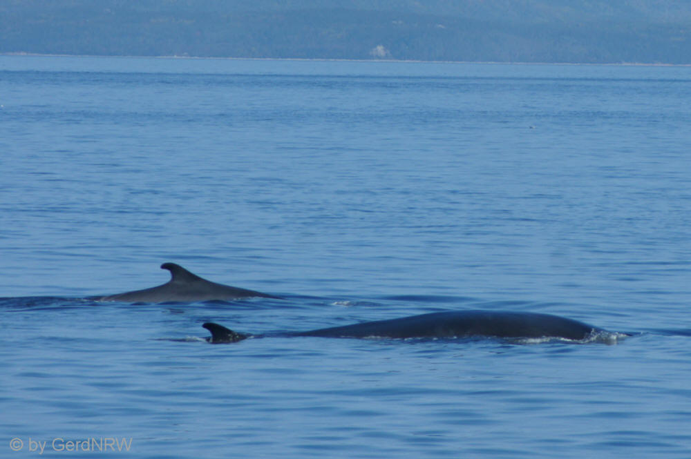 Minke Whales (Minkwale), Saguenay-St. Lawrence-Marine Parc near Tadoussac, Quebec, Canada