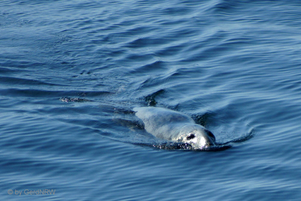 Common Seal (Seehund), Saguenay-St. Lawrence-Marine Parc near Tadoussac, Quebec, Canada