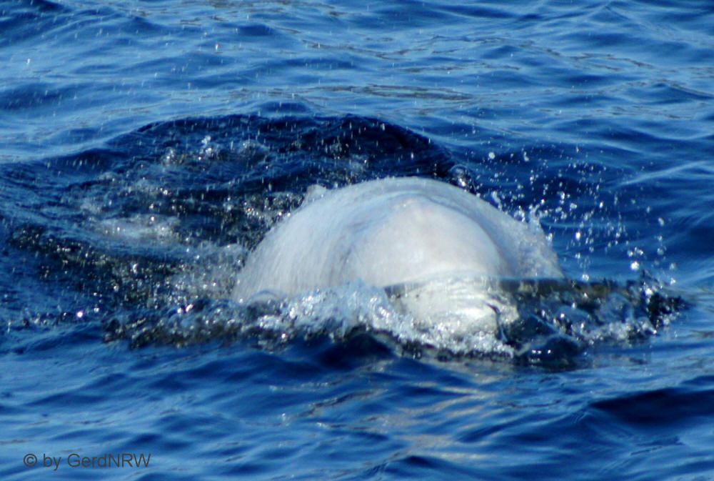 Beluga Whale (Beluga-Wal), Saguenay-St. Lawrence-Marine Parc near Tadoussac, Quebec, Canada