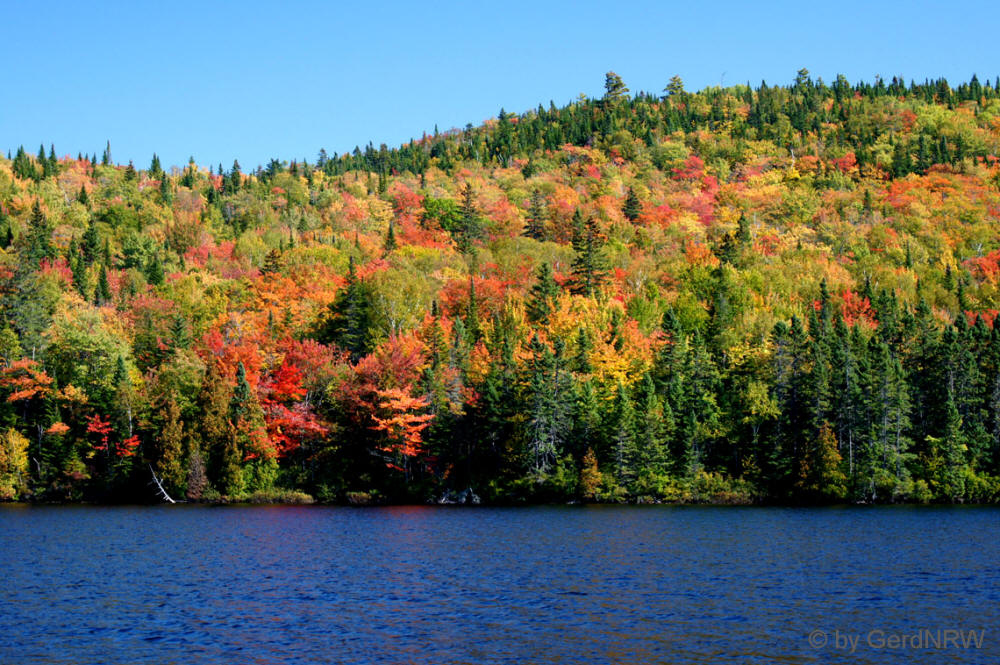 Fall Foliage (Indian Summer) near Tadoussac, Quebec, Canada