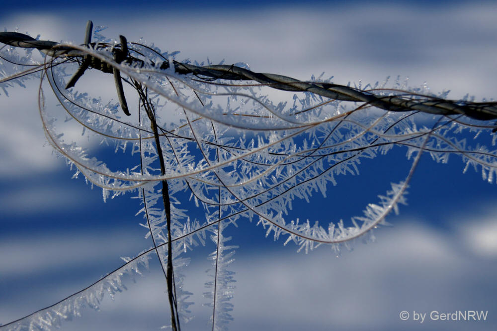 Horsehair with ice crystal (Pferdehaare mit Eiskristall), Abtskueche, Heiligenhaus, Germany